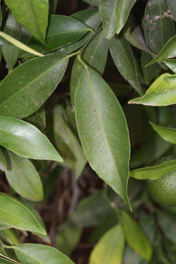              Shade leaves (Riverside, CA)       